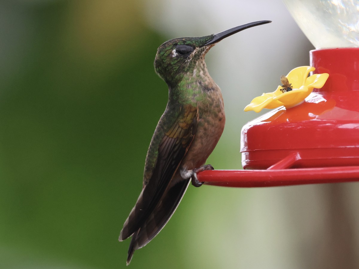 Brillante Pechigamuza - ML645209938