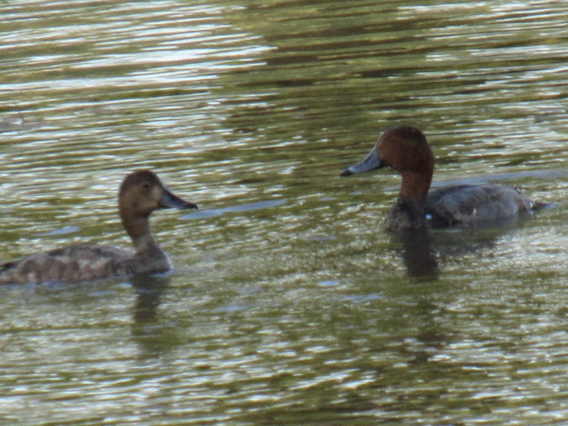 Porrón Americano - ML645209940