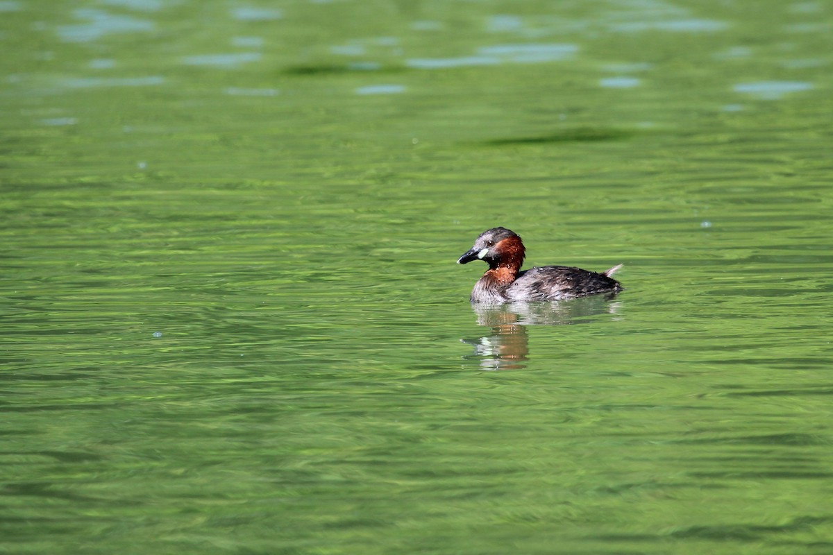 Zampullín Común - ML645209941