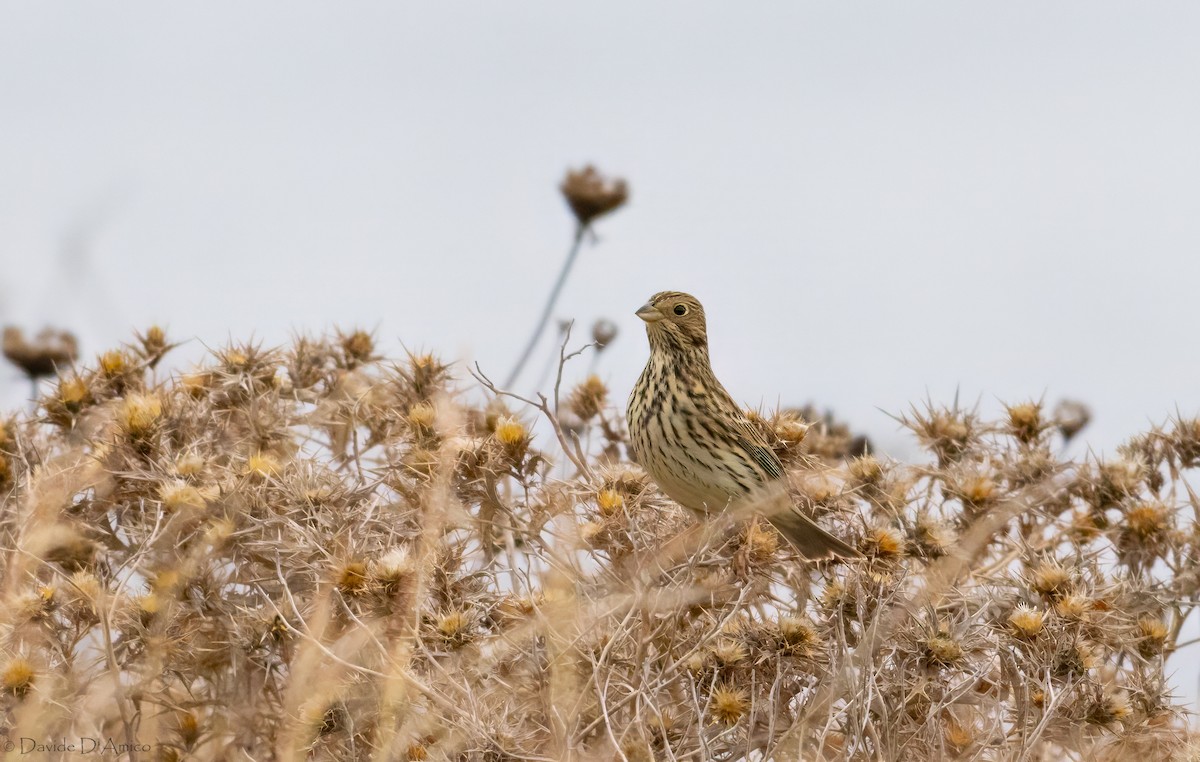 Escribano Triguero - ML645209942