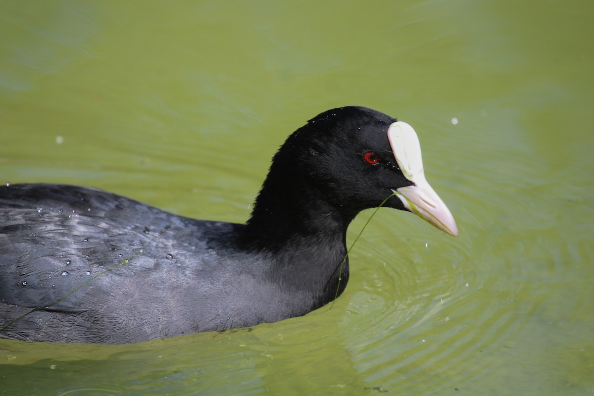 Focha Común - ML645209943