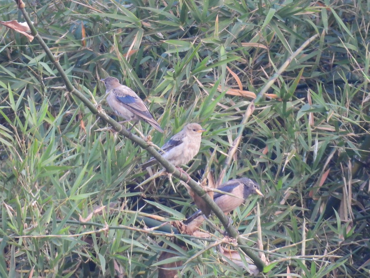 Estornino Rosado - ML645209946