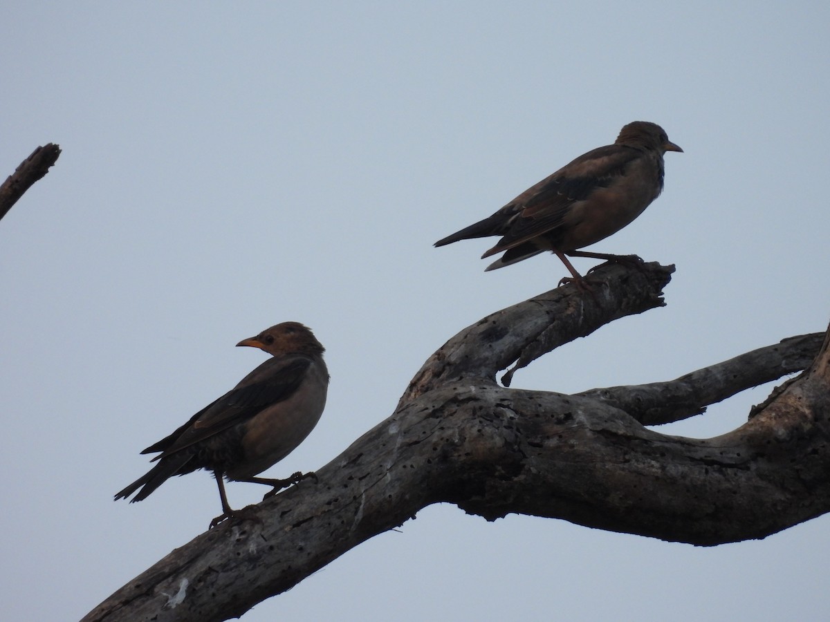 Estornino Rosado - ML645209947