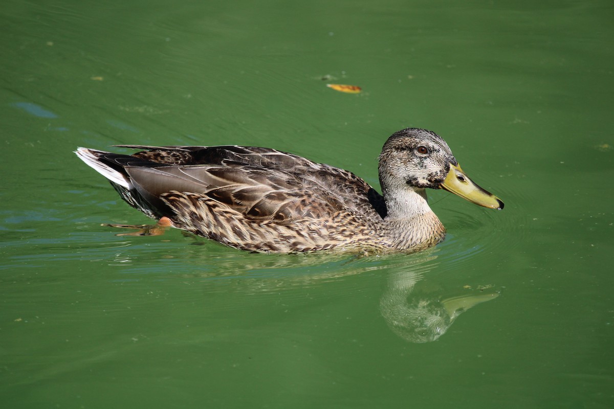 Ánade Azulón - ML645209948