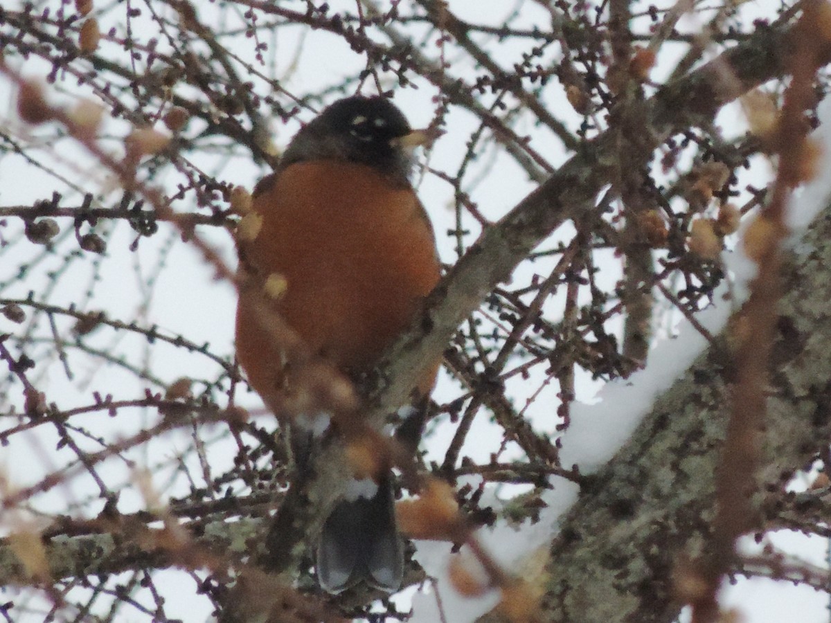 Zorzal Americano - ML645209949