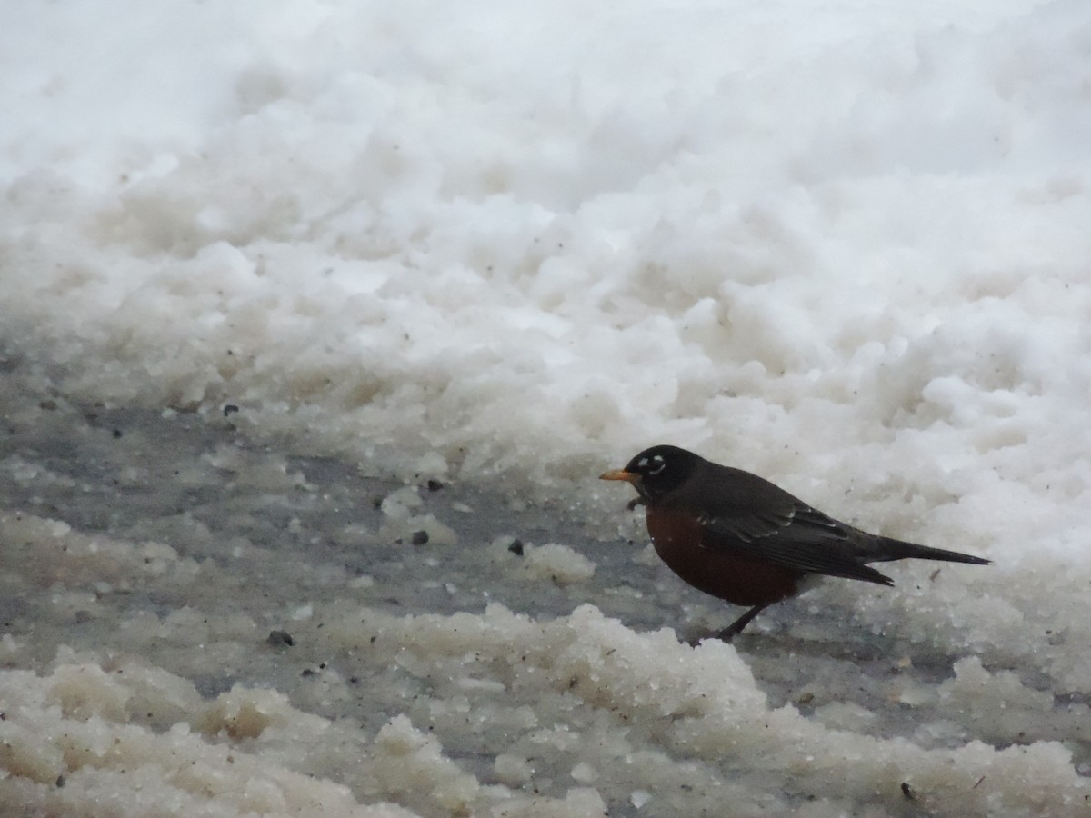 Zorzal Americano - ML645209950