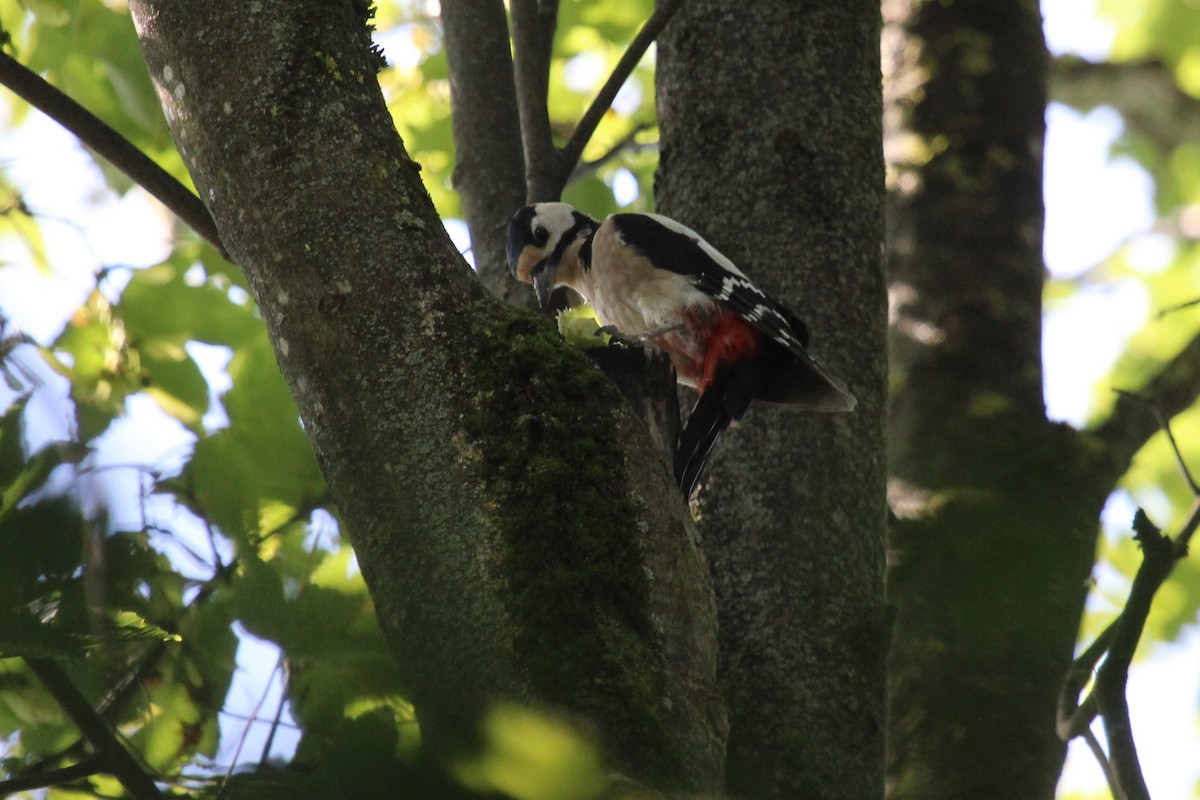 Pico Picapinos - ML645209953