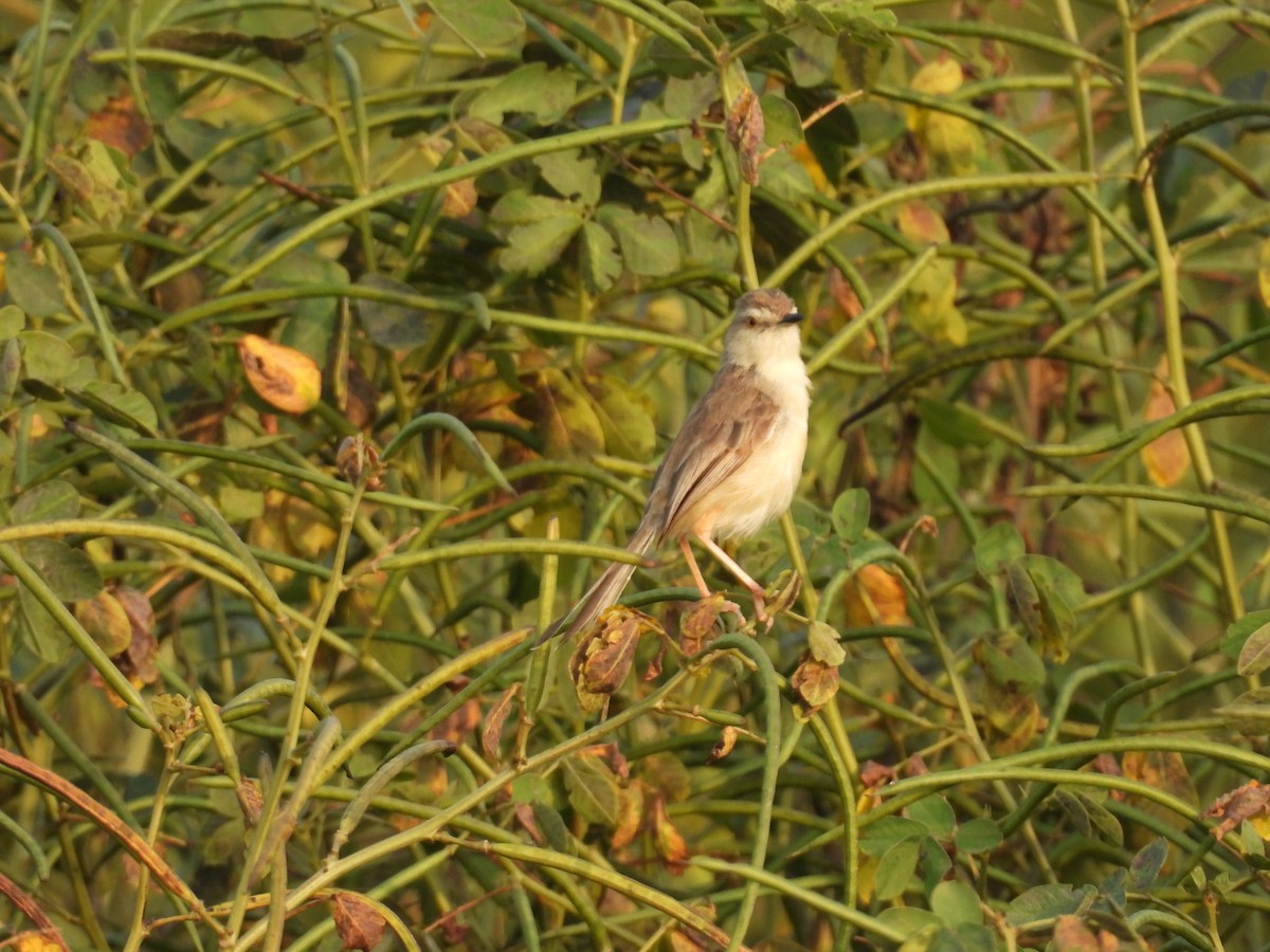 Prinia Sencilla - ML645209955