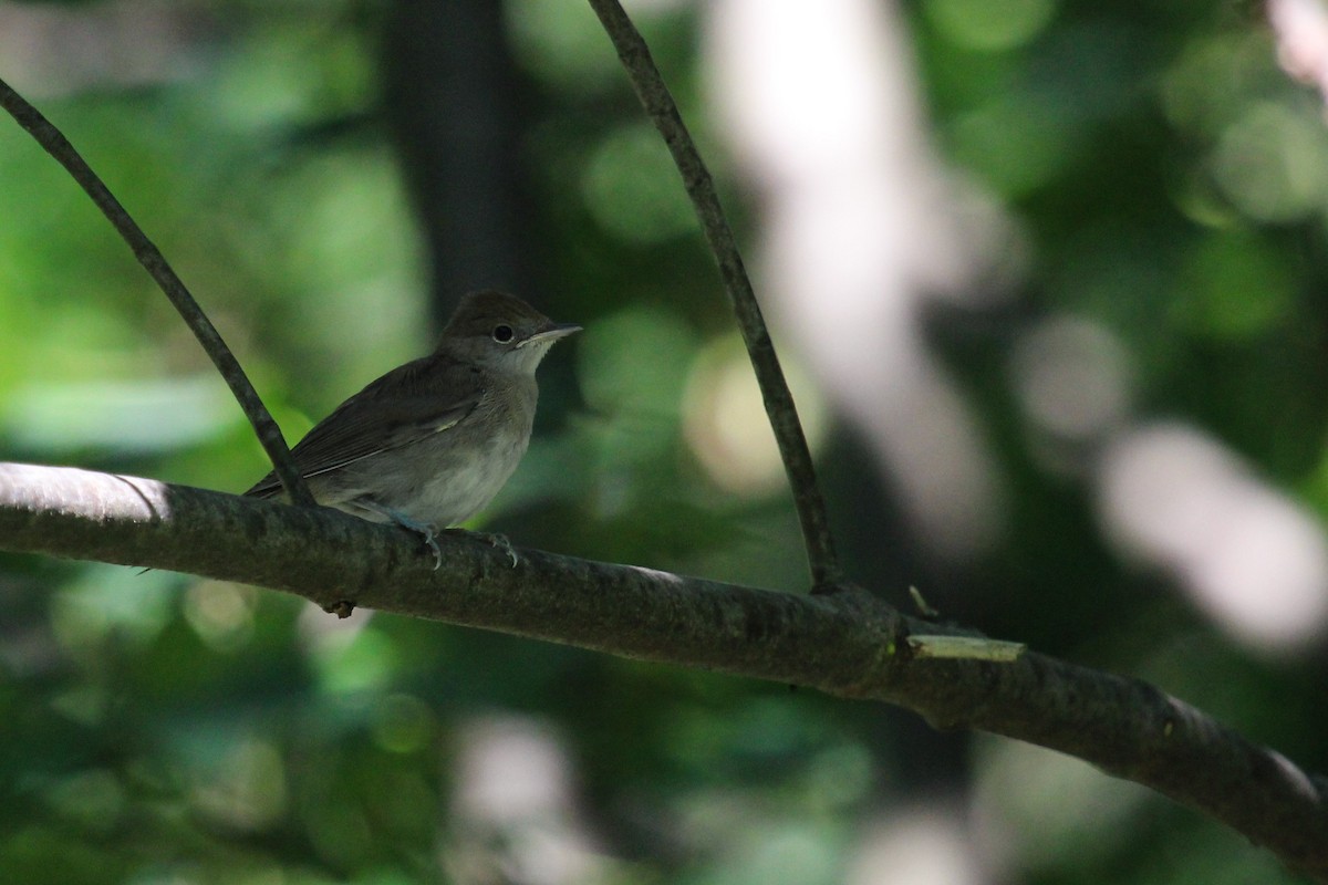 Curruca Capirotada - ML645209956