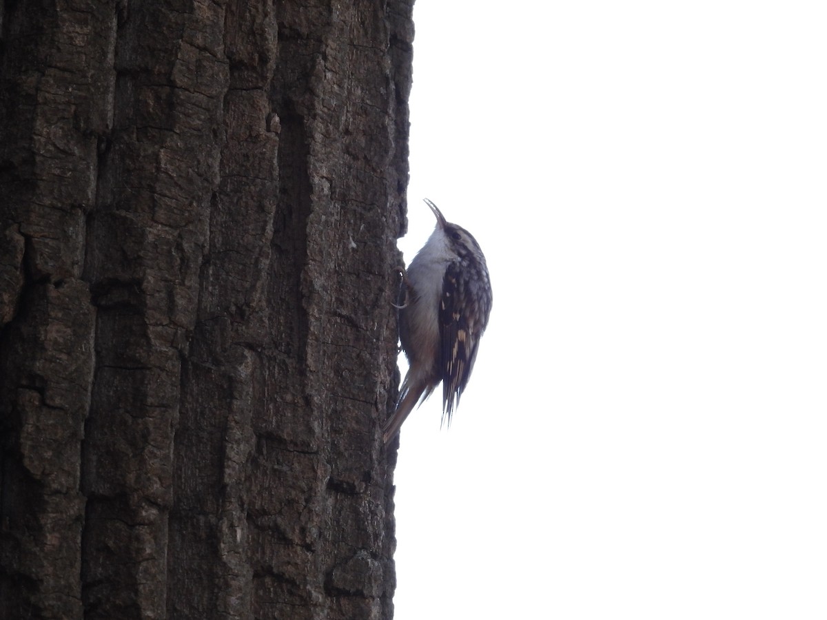 Agateador Americano - ML645209957