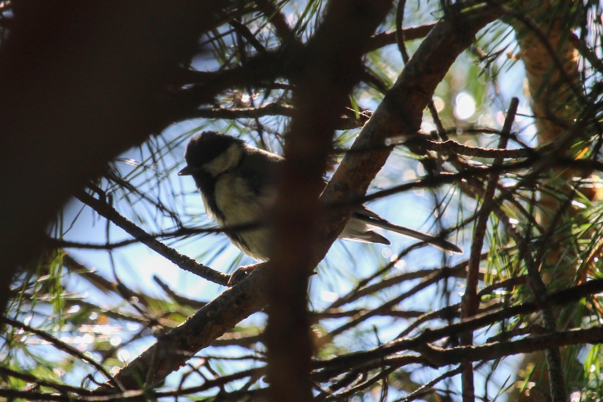 Carbonero Garrapinos - ML645209959