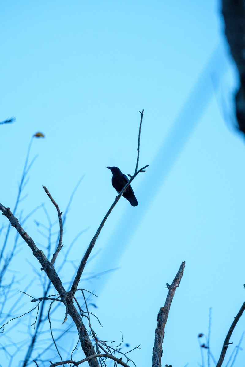 Cuervo Americano - ML645209962