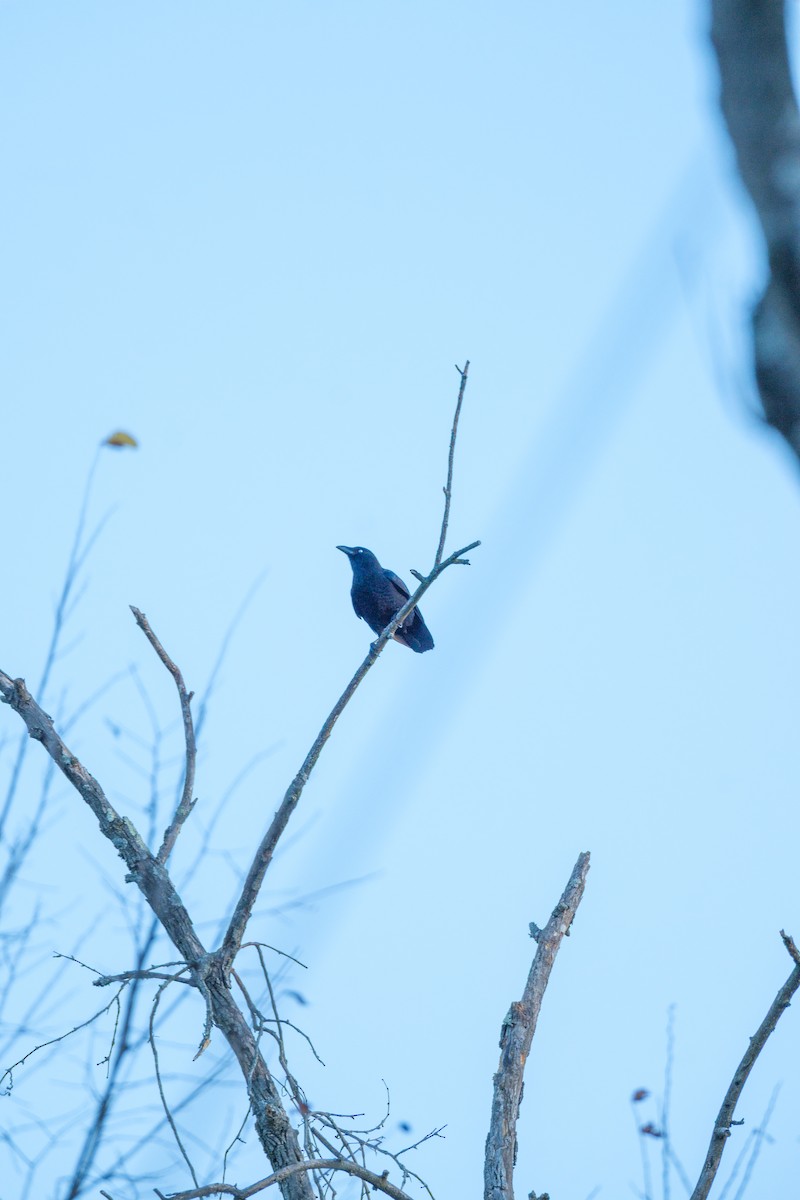 Cuervo Americano - ML645209963