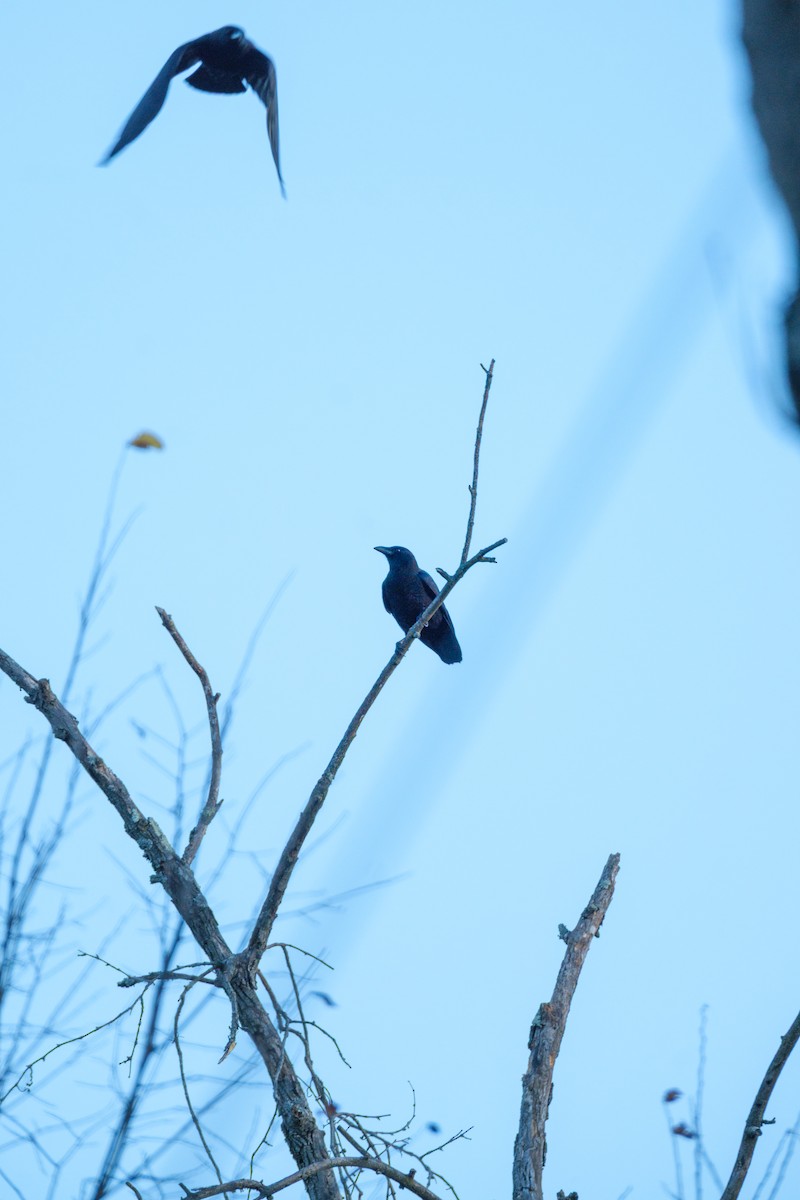 Cuervo Americano - ML645209964