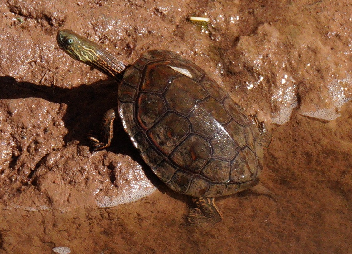 Mediterranean Pond Turtle - ML645209980