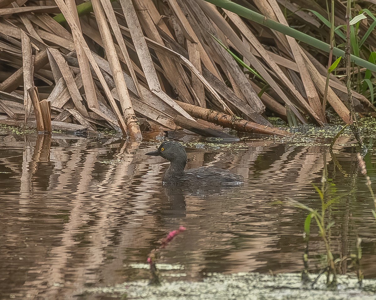 pygmédykker - ML645209984