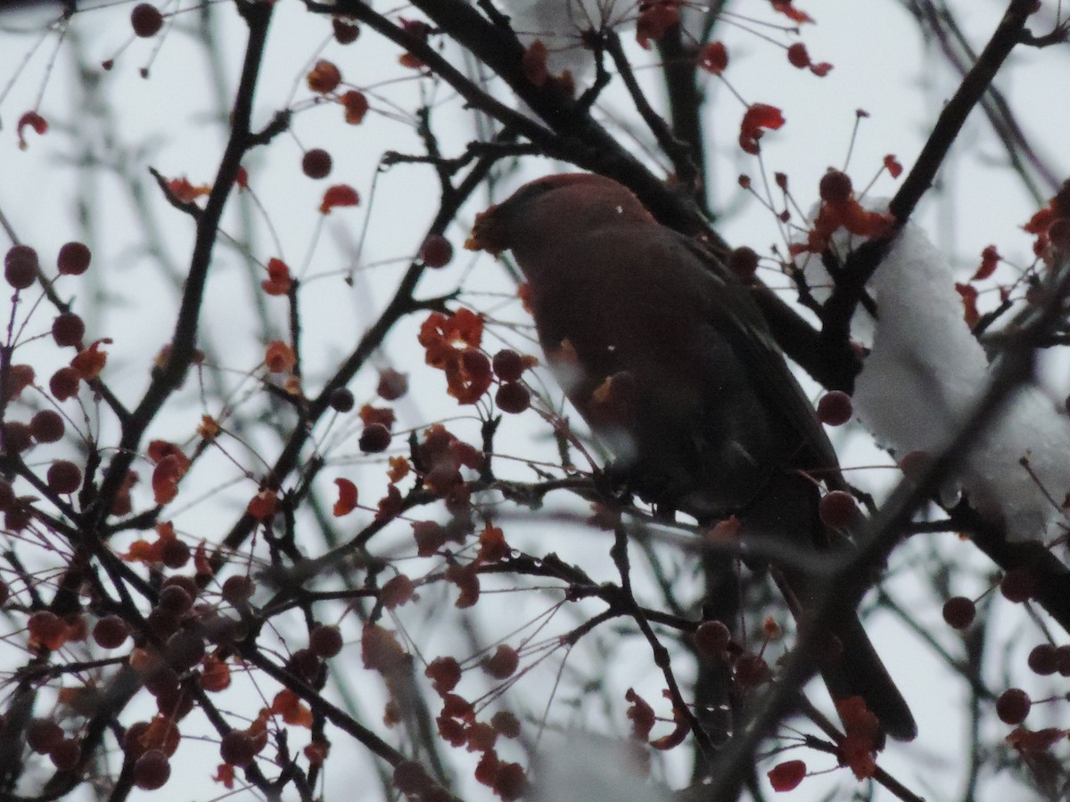 konglebit - ML645209987