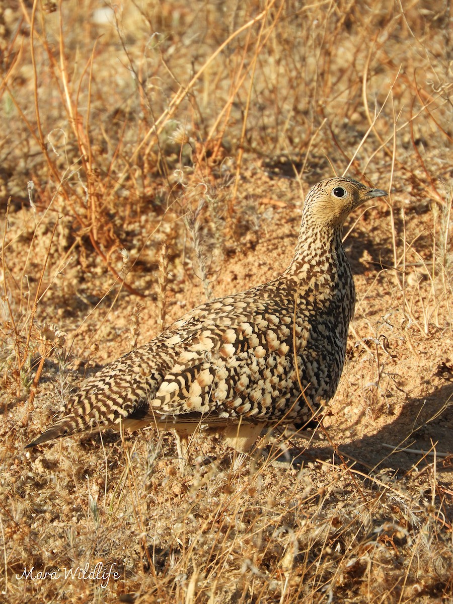 namaquasandhøne - ML645209994