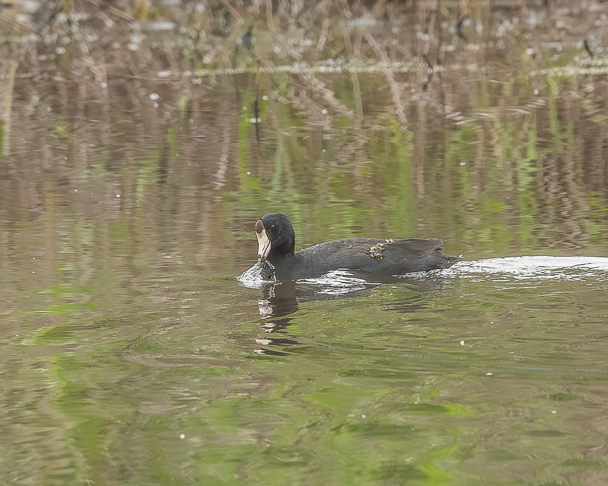 amerikasothøne - ML645209995