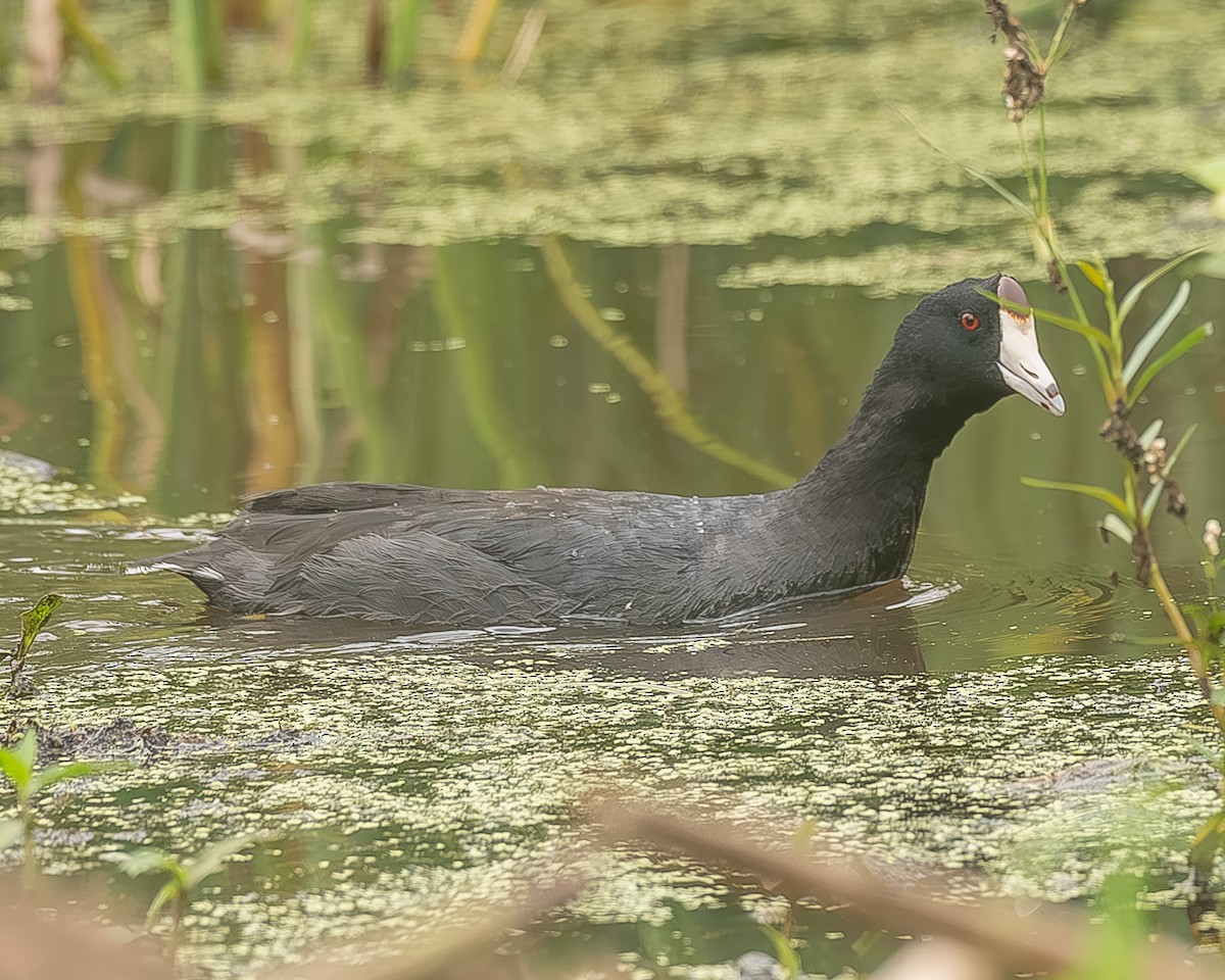 amerikasothøne - ML645209996