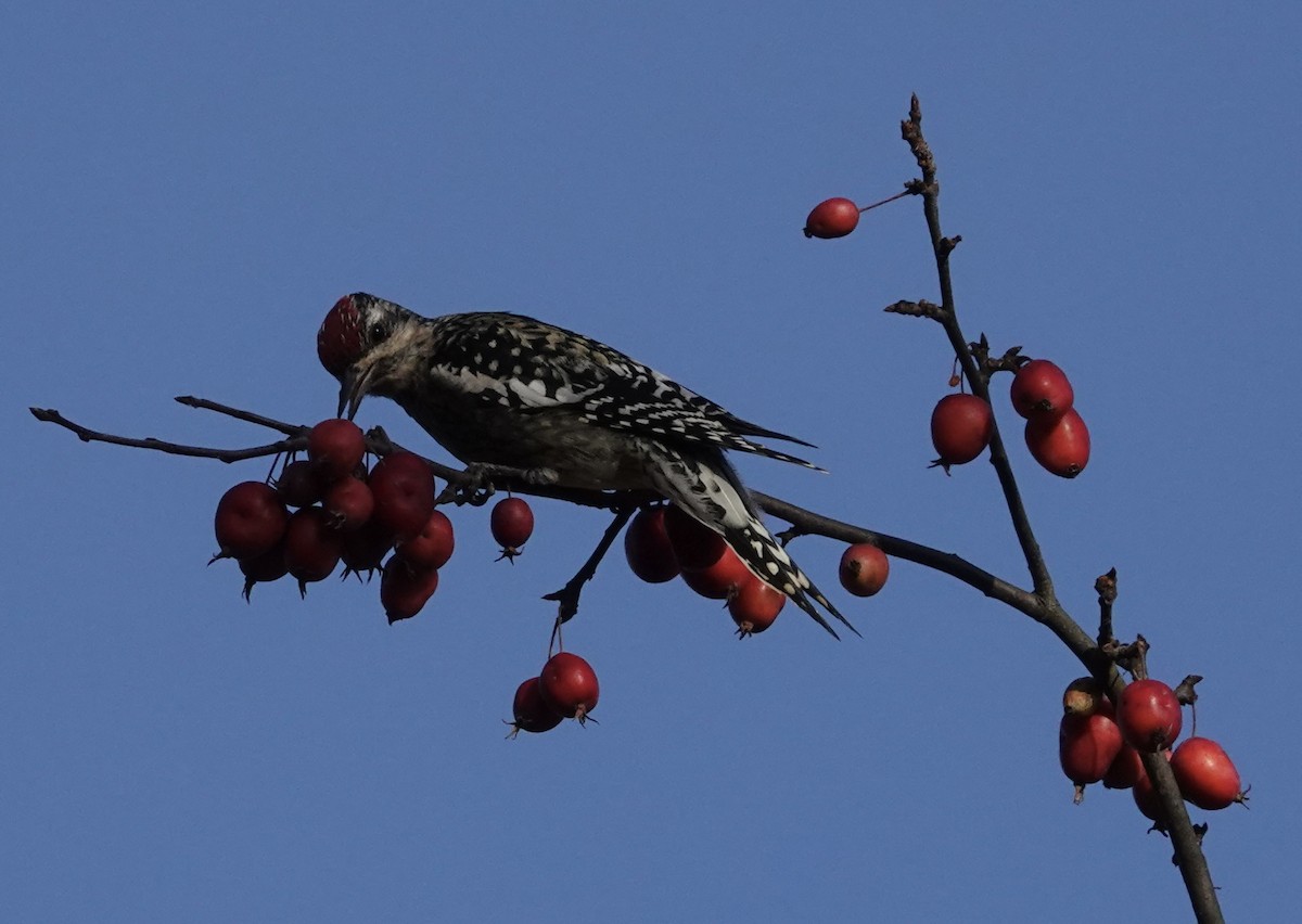 kanadasevjespett - ML645209999