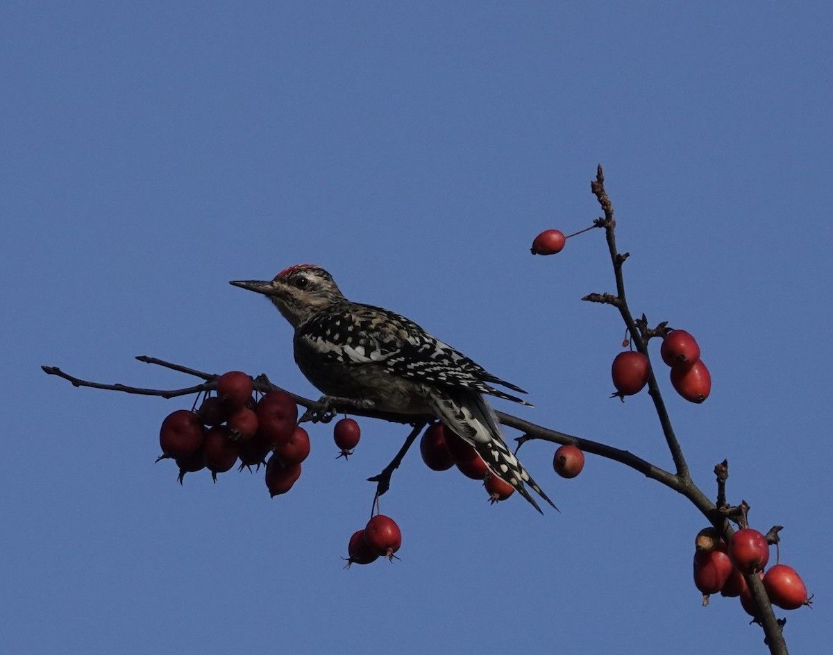 kanadasevjespett - ML645210000