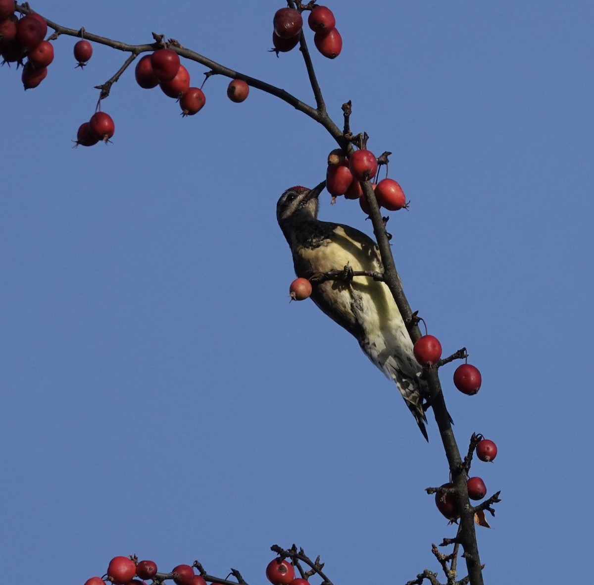 kanadasevjespett - ML645210001