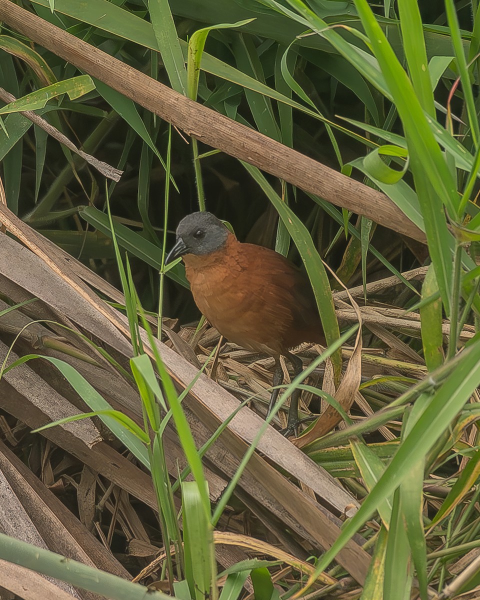 hetterikse - ML645210012