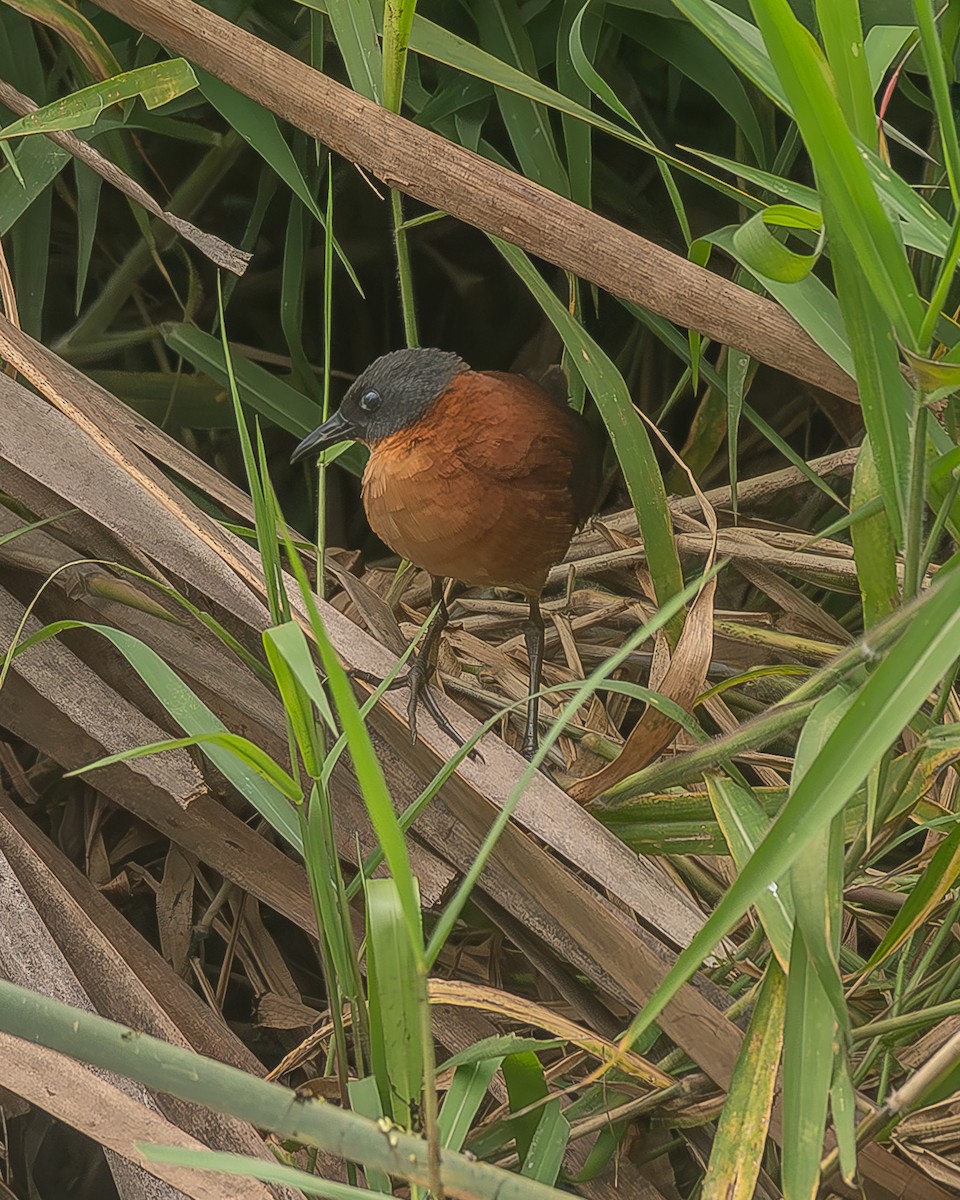 hetterikse - ML645210013