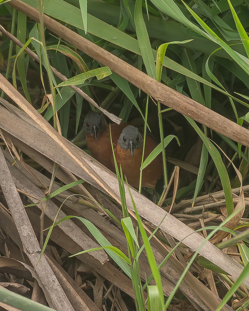 hetterikse - ML645210014