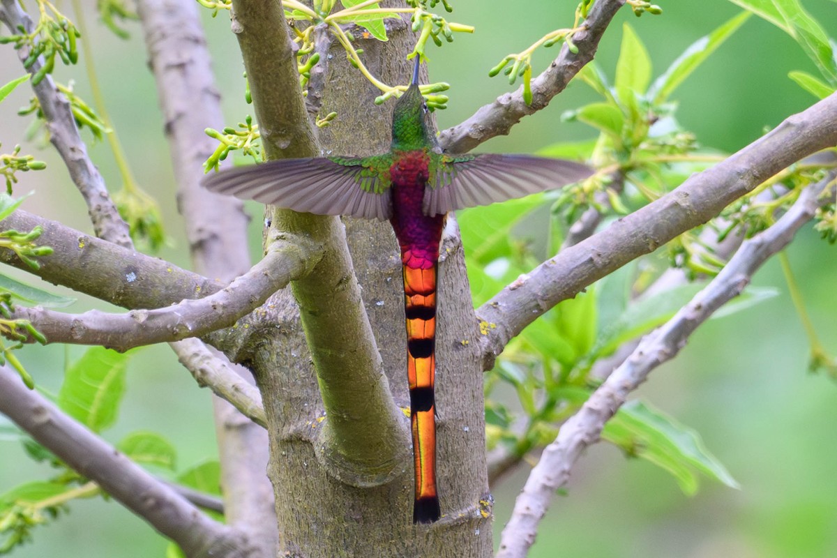 kometkolibri - ML645210019