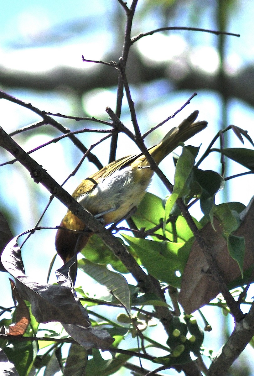 gulhalstanagar - ML645210025