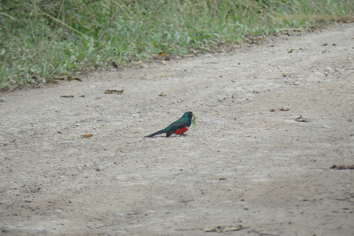 masketrogon - ML645210029