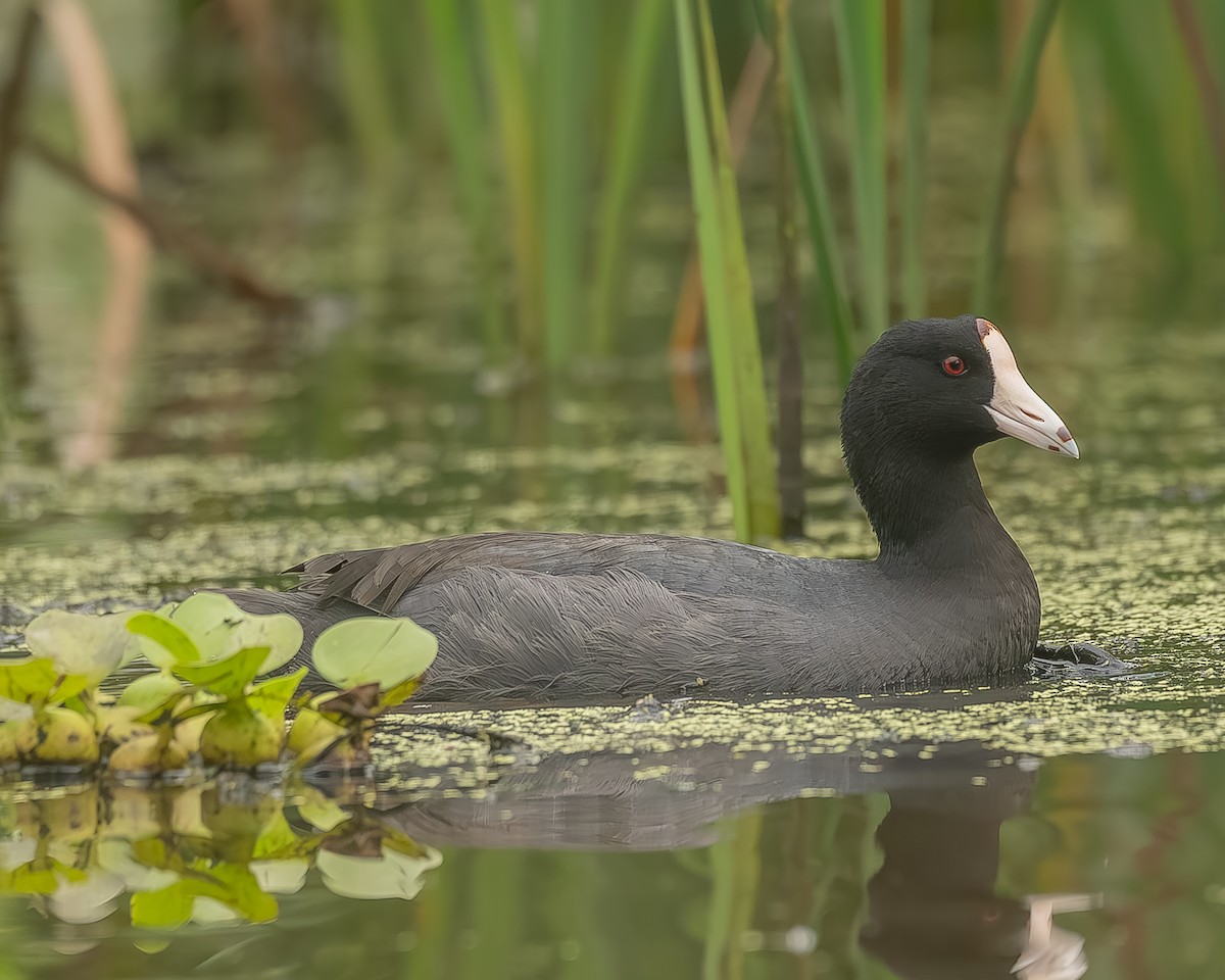 amerikasothøne - ML645210033