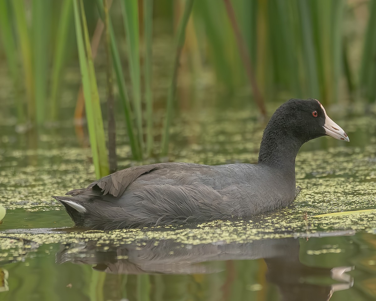 amerikasothøne - ML645210034