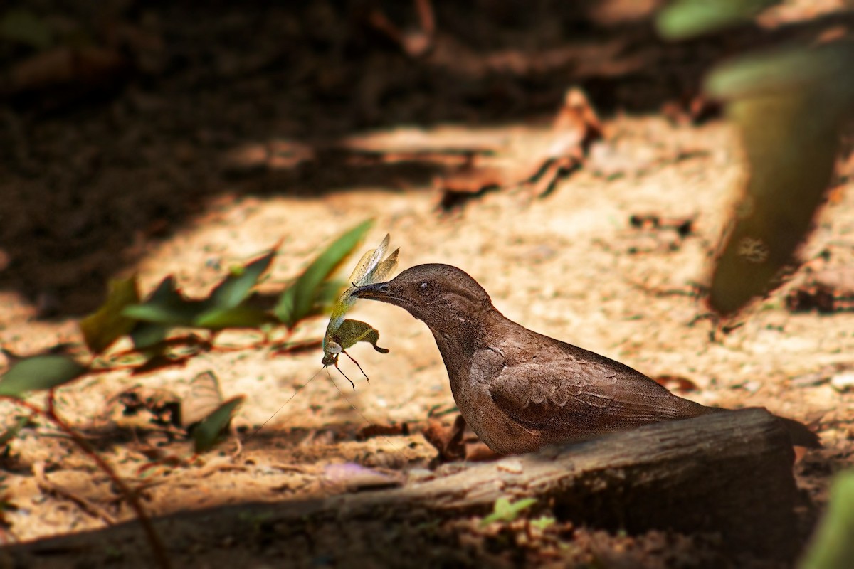 Black-billed Thrush - ML645210037