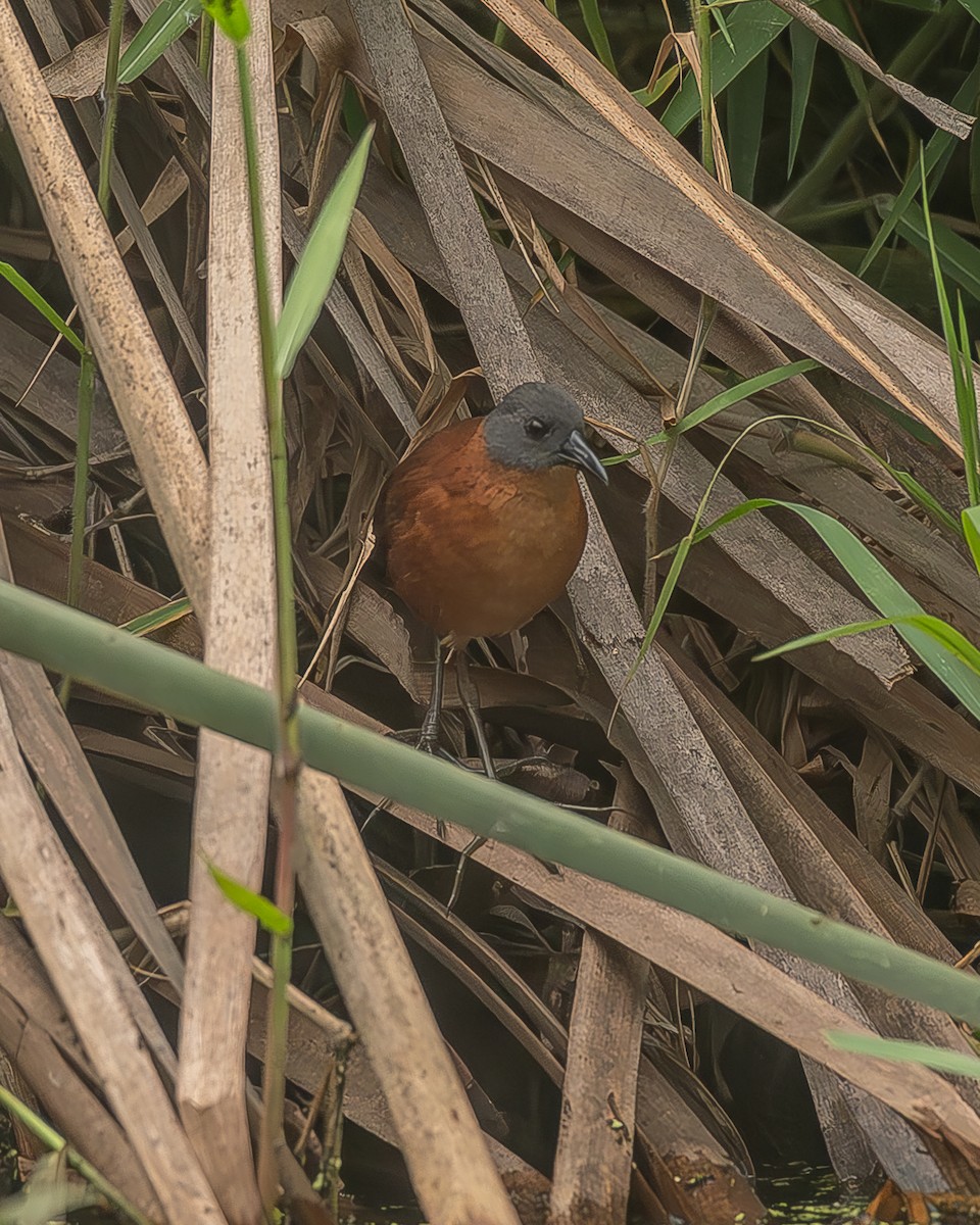 Ruddy Crake - ML645210038