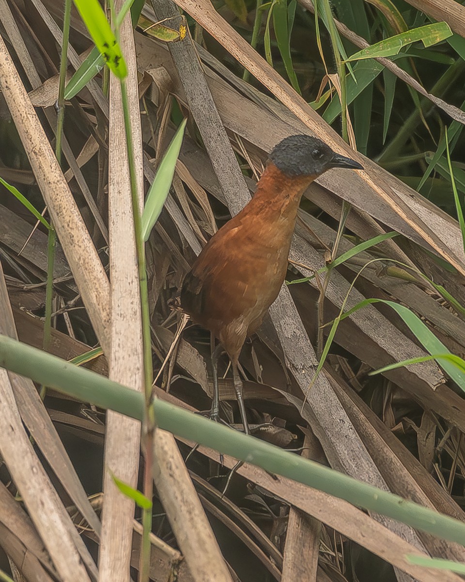 Ruddy Crake - ML645210039