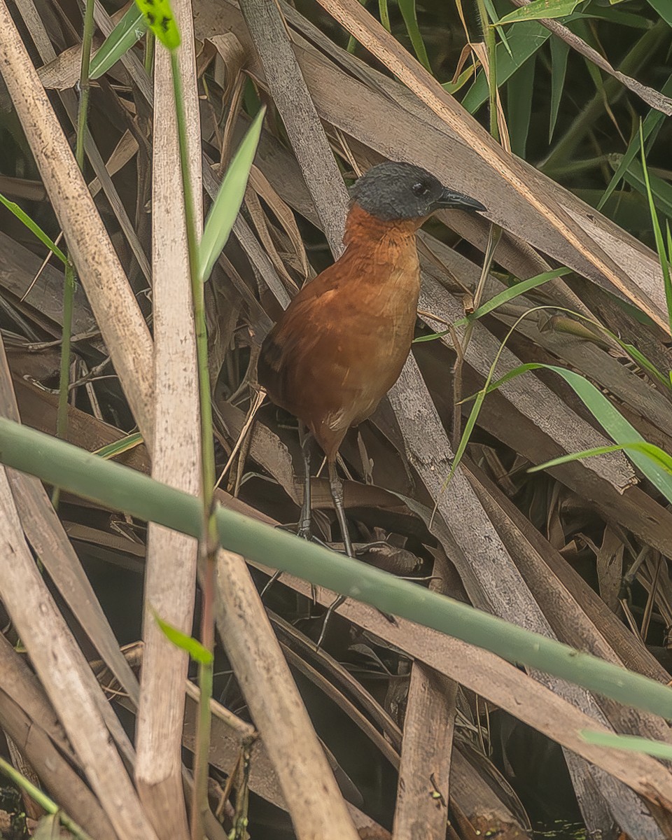 Ruddy Crake - ML645210040