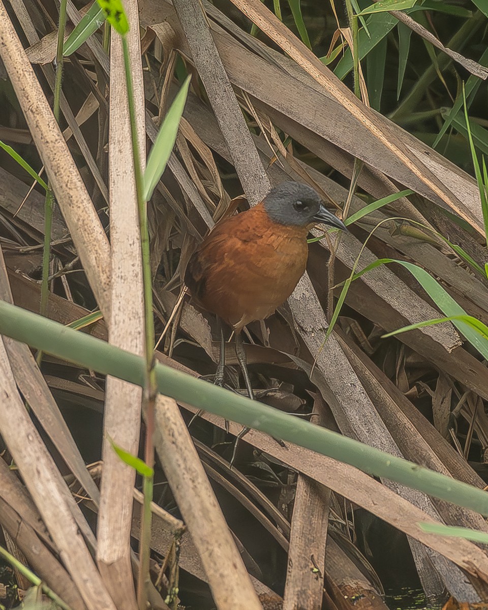 Ruddy Crake - ML645210041