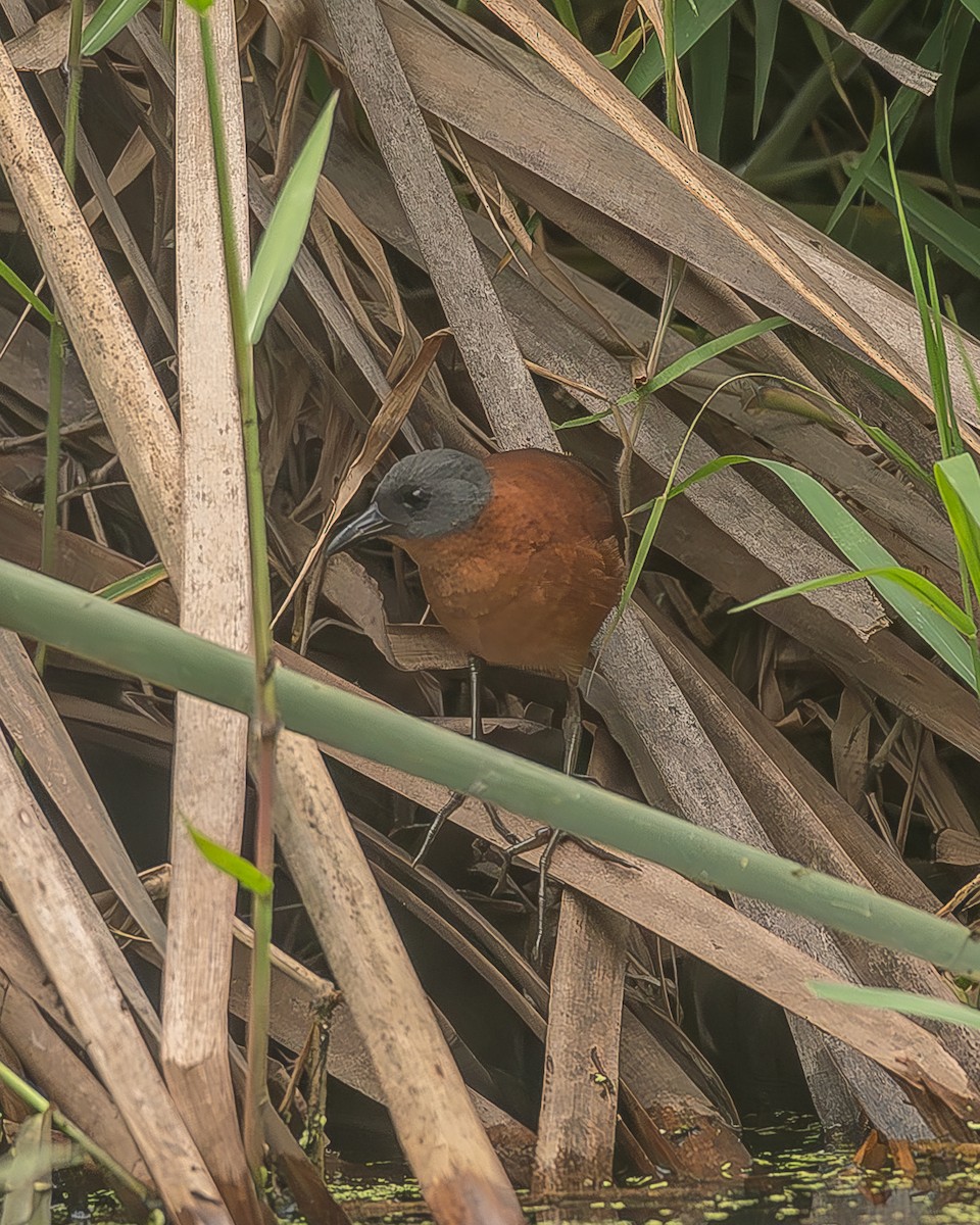 Ruddy Crake - ML645210042