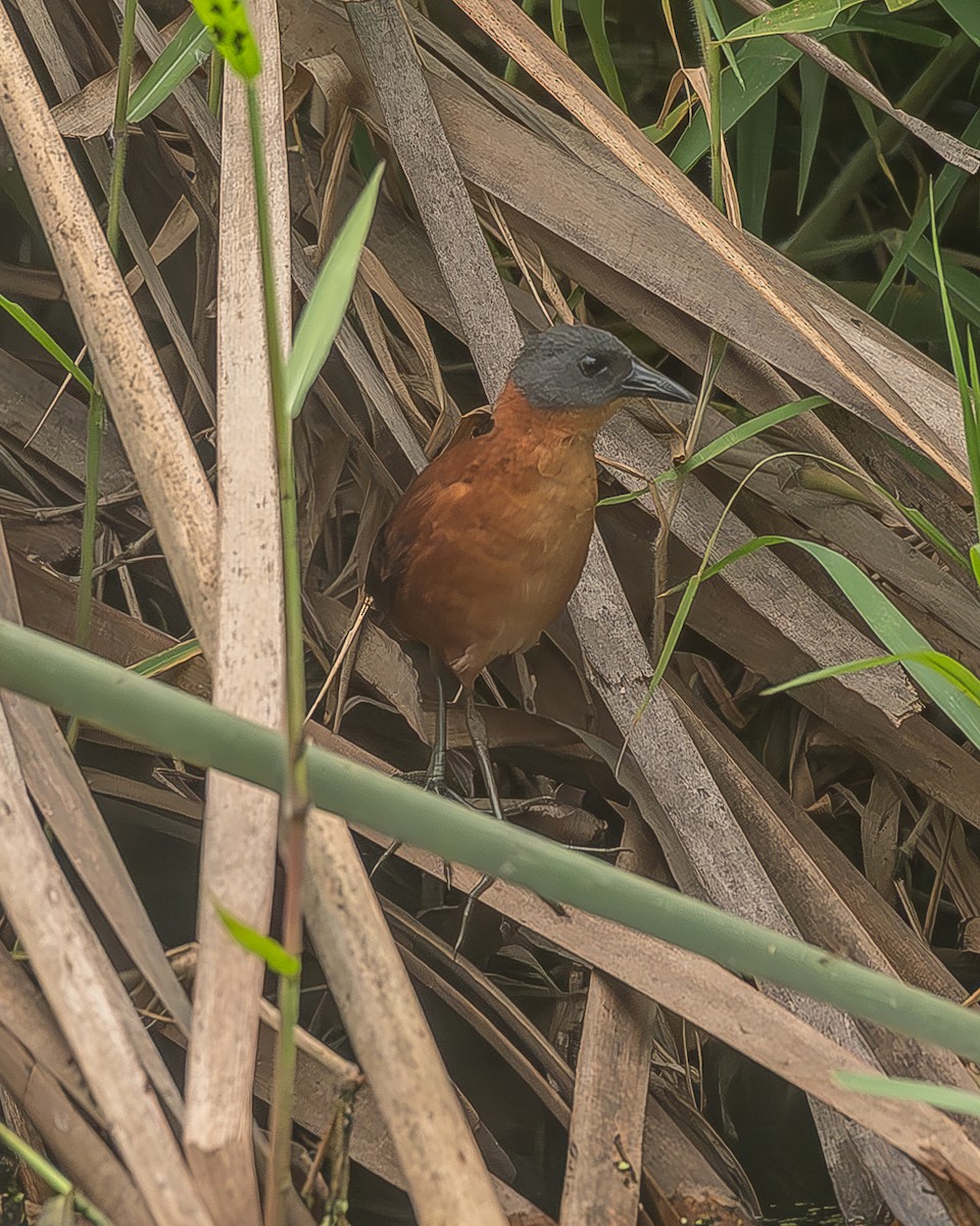 Ruddy Crake - ML645210043