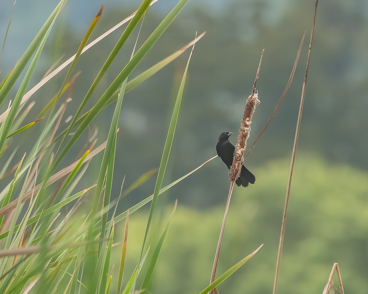 Red-winged Blackbird - ML645210047