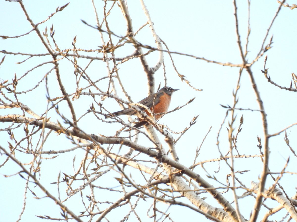 American Robin - ML645210049