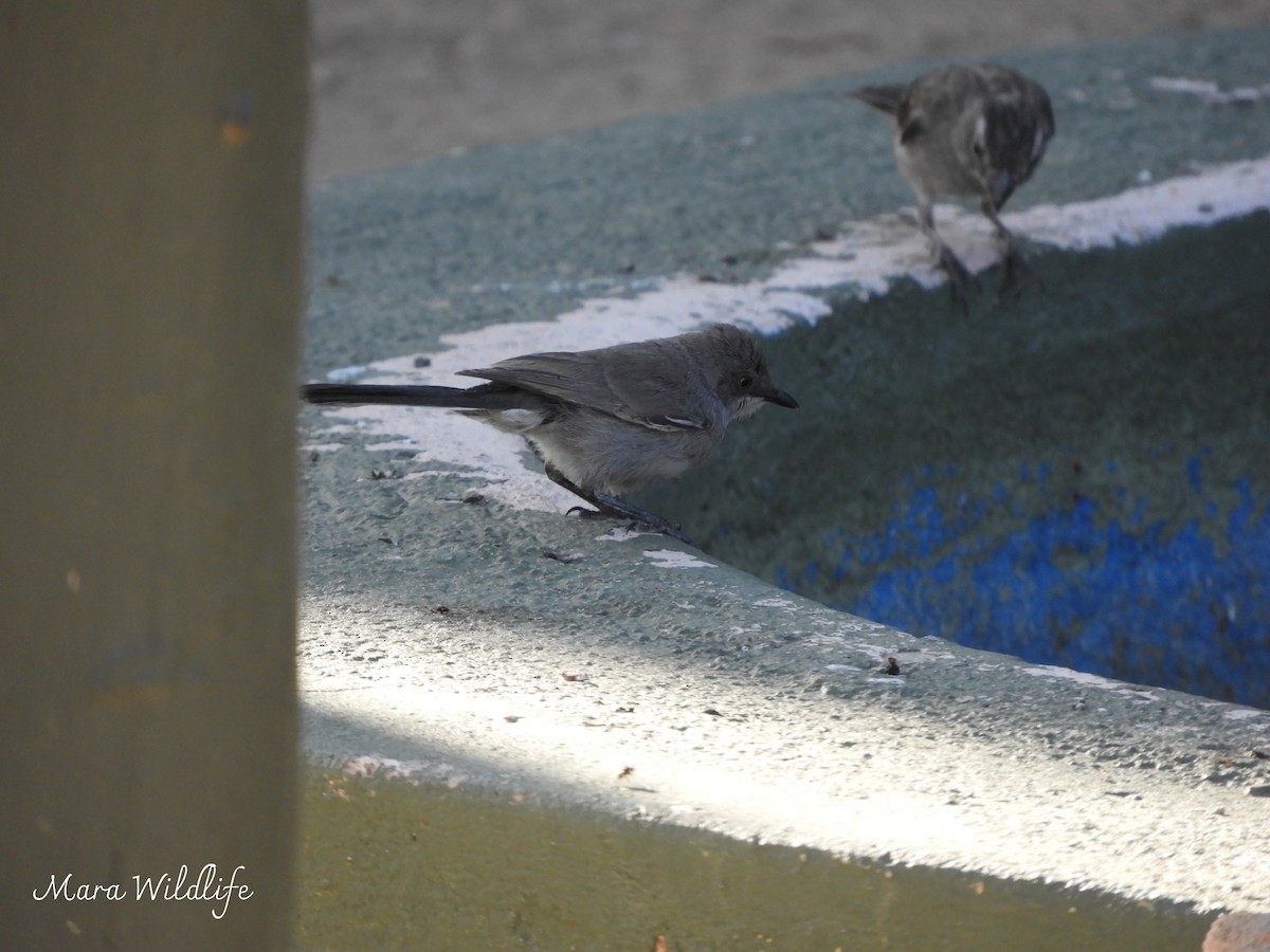 Layard's Warbler - ML645210050