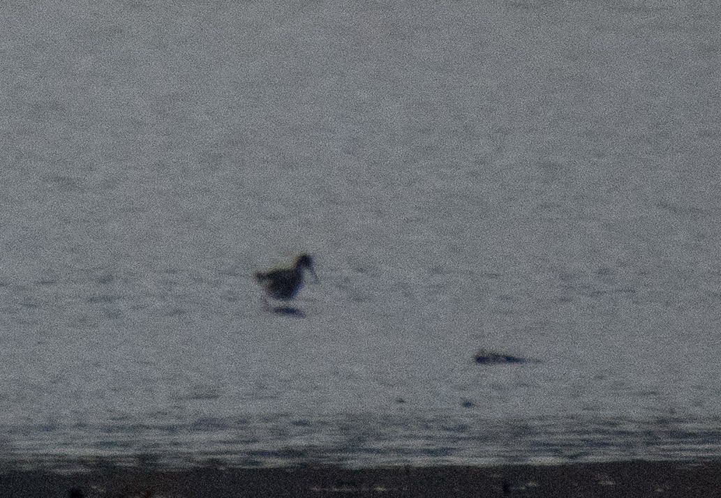 Eurasian Oystercatcher - ML645210055