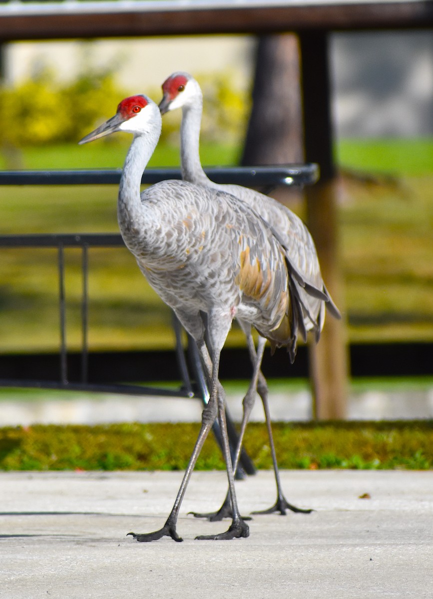 Sandhill Crane - ML645210056