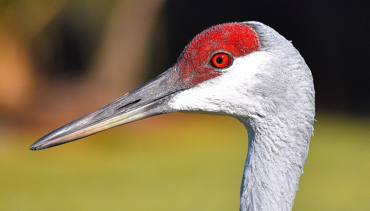 Sandhill Crane - ML645210059