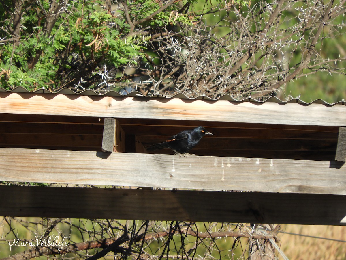 Pale-winged Starling - ML645210062