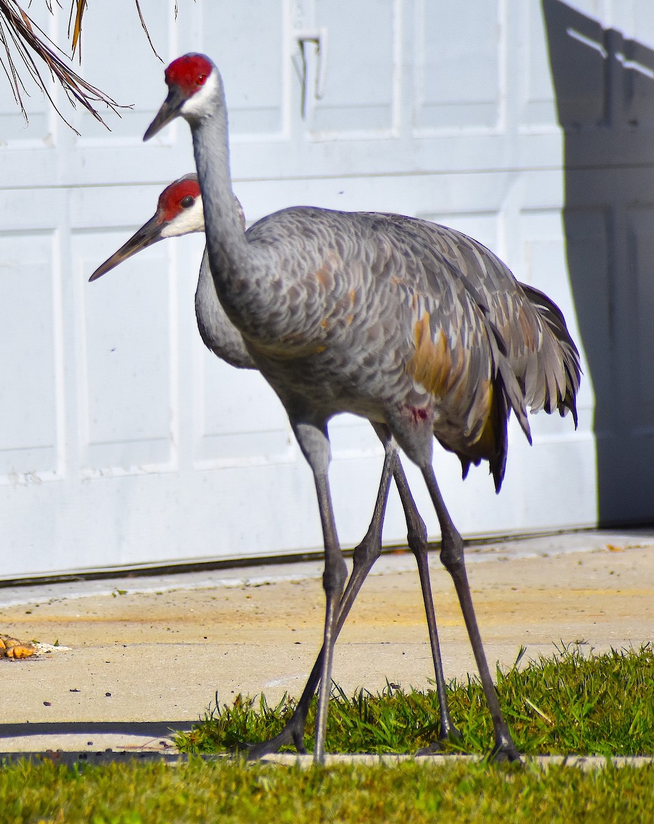 Sandhill Crane - ML645210064